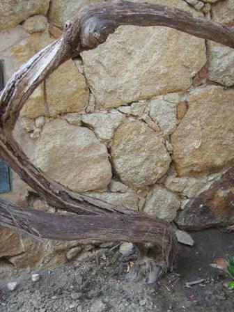Symbol-Weinstockwurzel-aus-Steinmauer